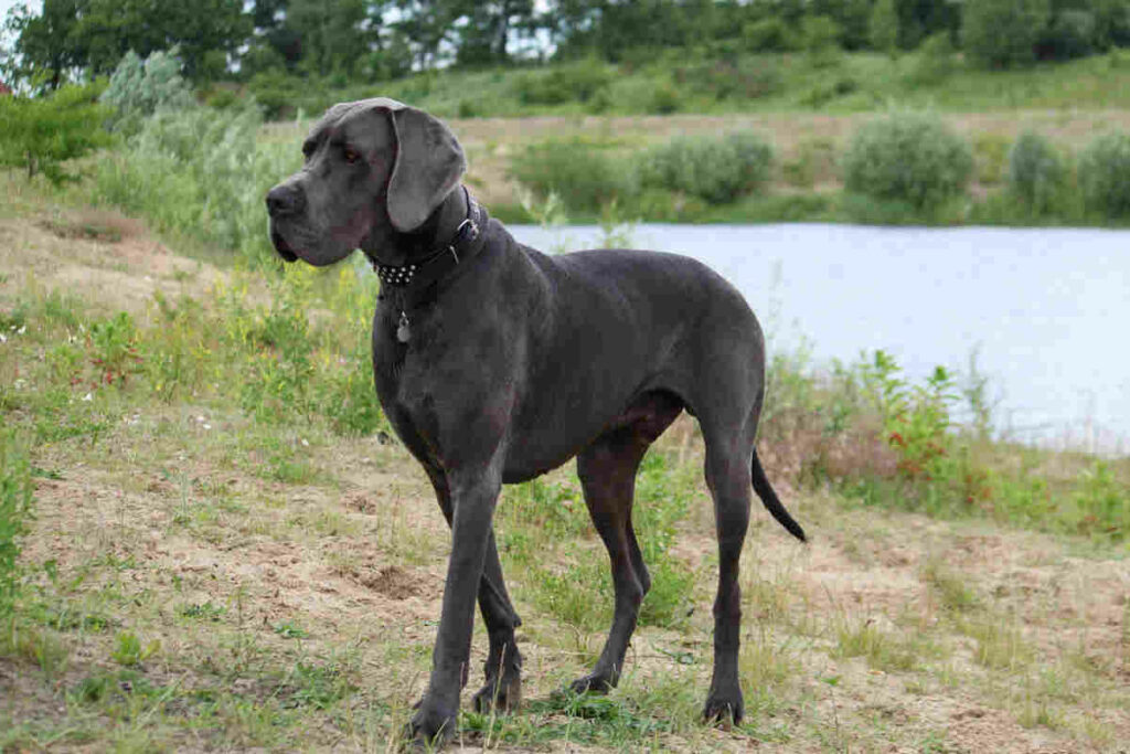cane di razza alano tedesco in un prato