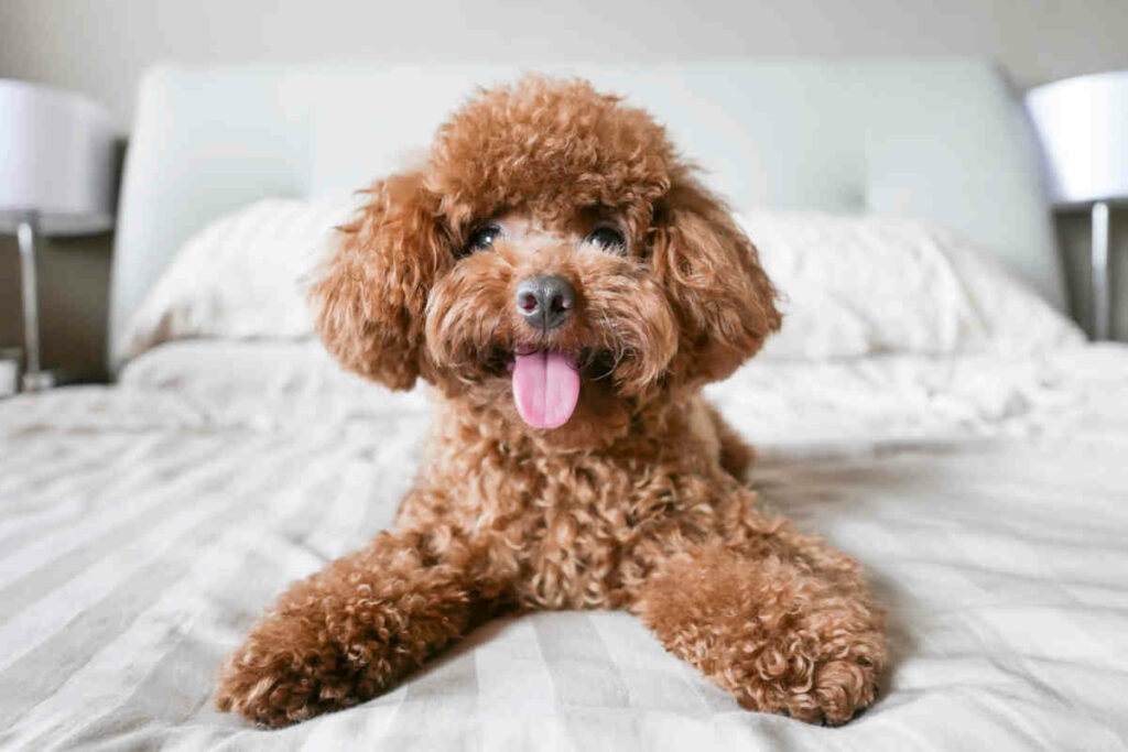 cane di razza barboncino di colore marrone chiaro sdraiato su un letto