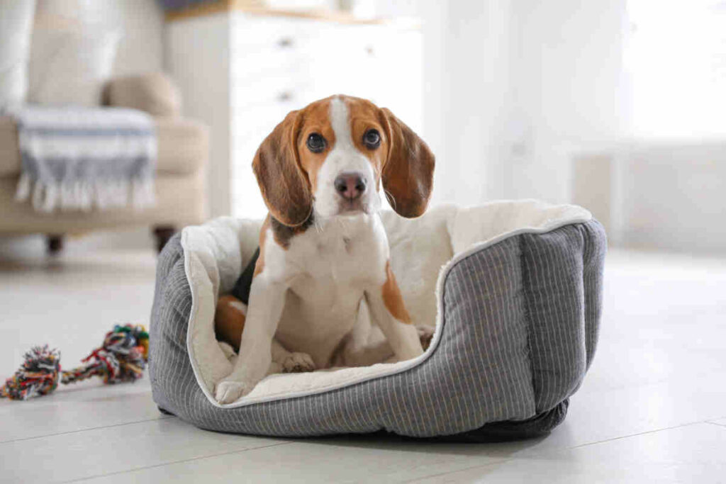 cane di razza beagle di colore bianco e marrone seduto su una cuccia di colore grigio