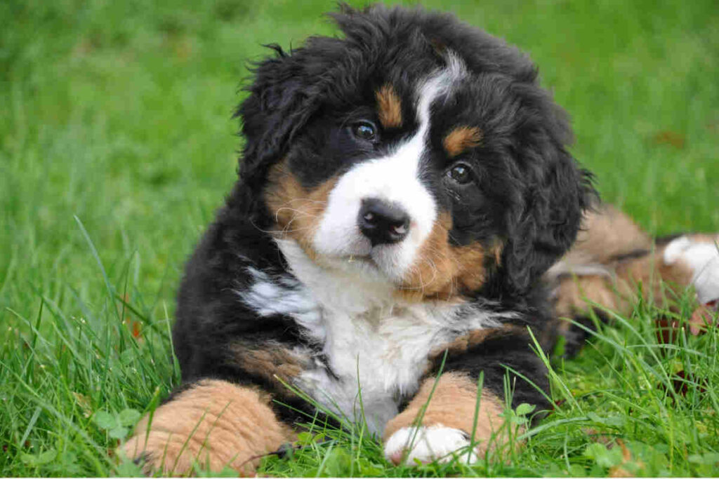 cane di razza bovaro di colore bianco, nero e beige sdraiato su un prato verde