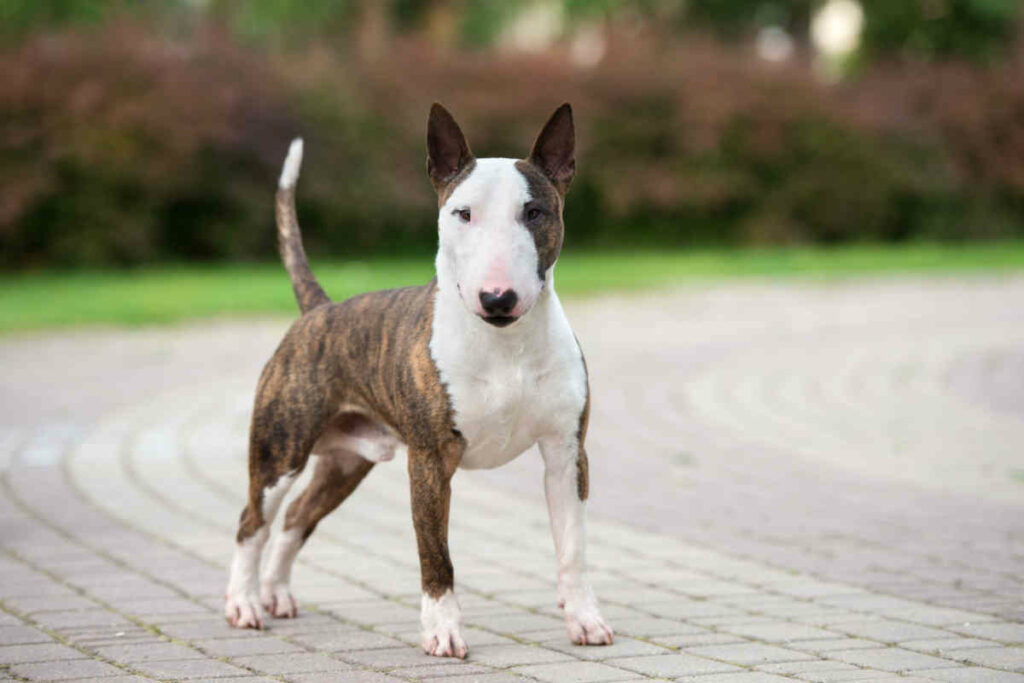 cane di razza bull terrier di colore bianco e marrone