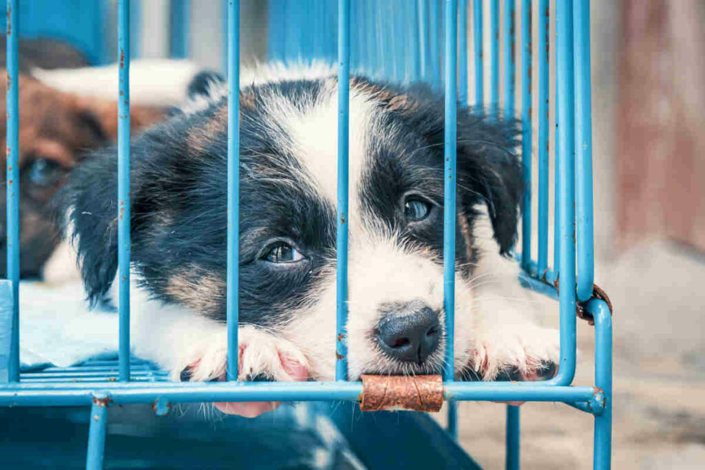 cane meticcio di colore bianco e nero dietro delle sbarre di colore blu