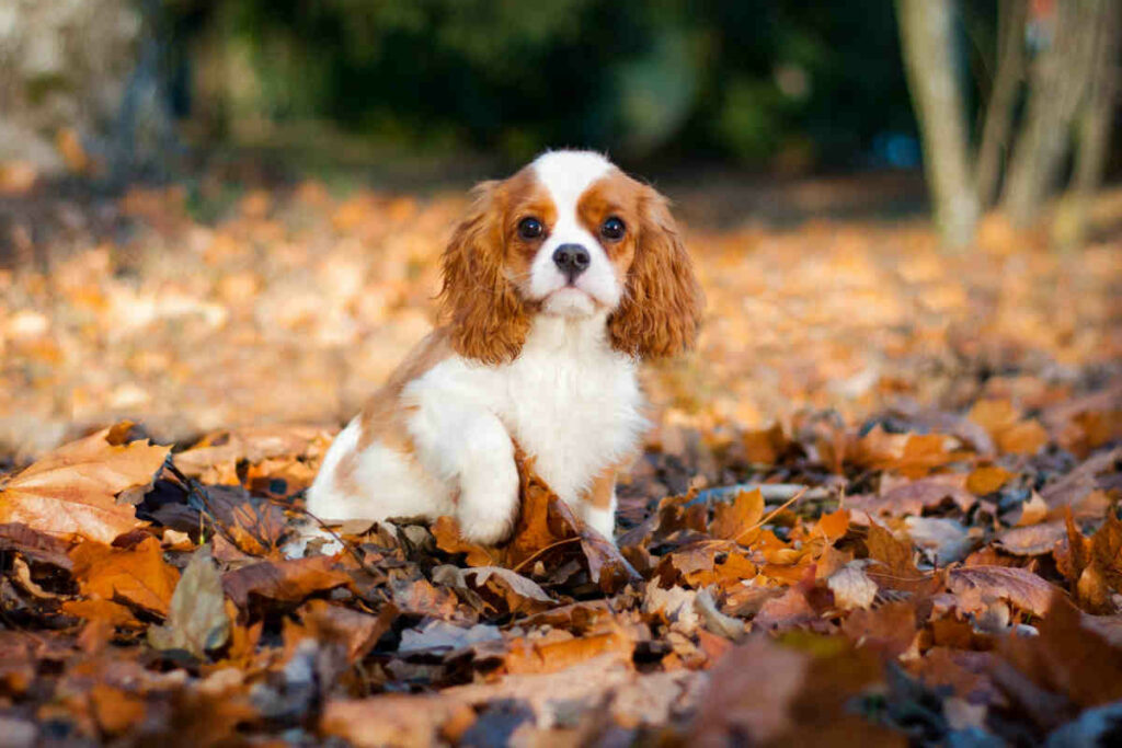 cane di razza cavalier king di colore marrone e bianco seduto su una distesa di foglie arancioni