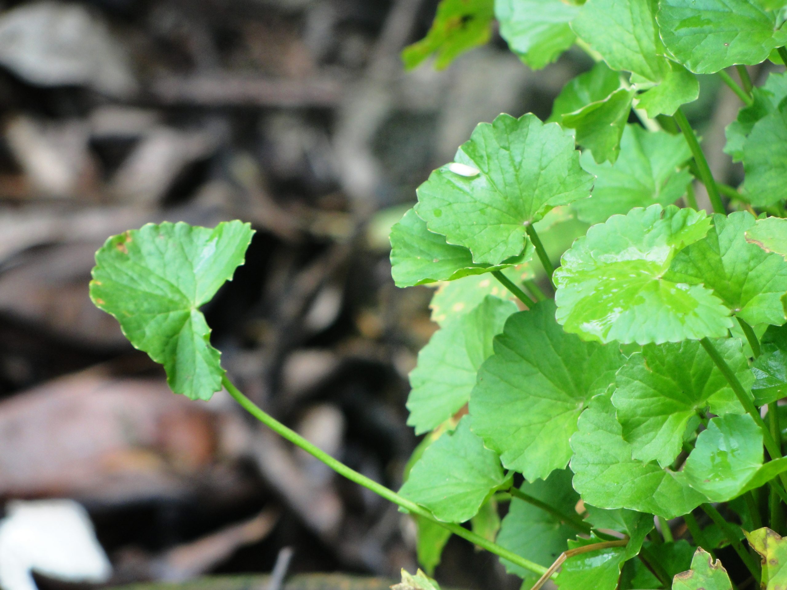 Centella asiatica: proprietà, utilizzo e controindicazioni