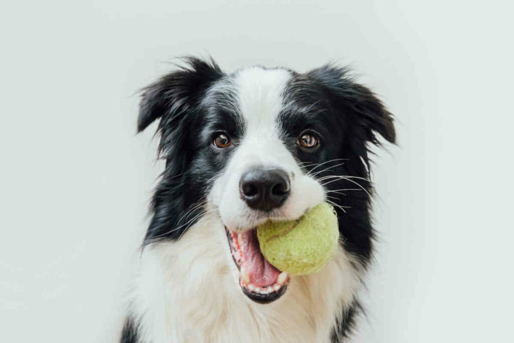 cane di razza collie di colore bianco e nero con pallina da tennis in bocca
