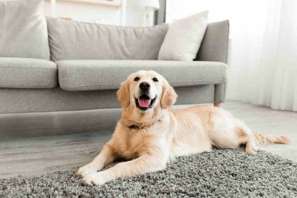 razza di cane golden retriever sdraiato in un salotto con divano e tappeto grigio