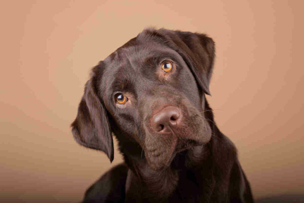 muso di un cane di razza labrador di colore marrone