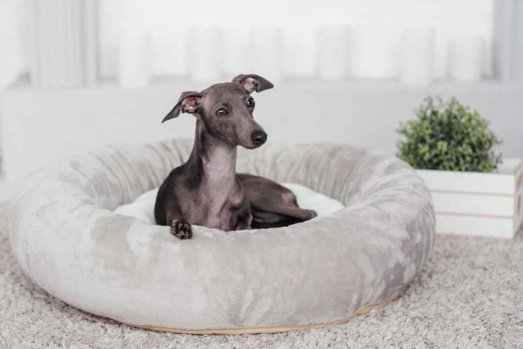 cane di razza levriero italiano di colore grigio seduto in una cuccia di stoffa di colore grigio
