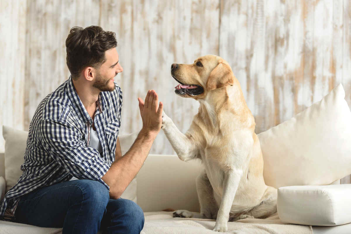 Le razze di cani più affettuosi: la classifica