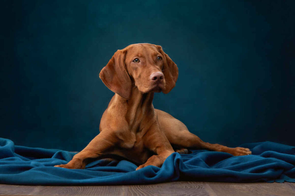 cane di razza vizsla di colore marrone sdraiato su una coperta di colore blu