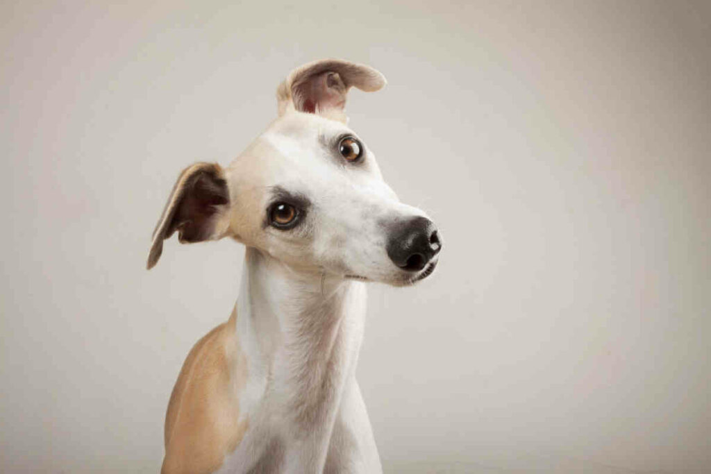cane di razza whippet di colore bianco e beige