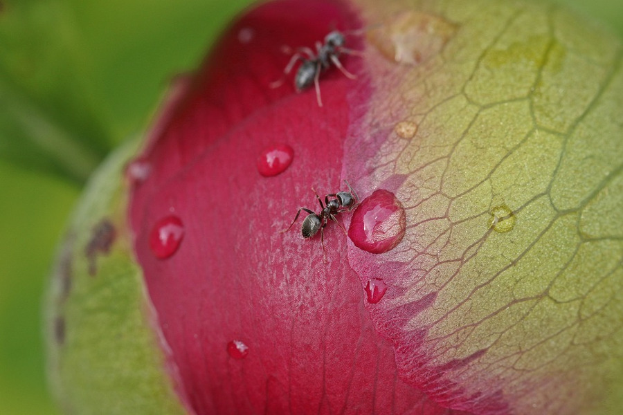 Rimedi naturali contro le formiche, come allontanarle?