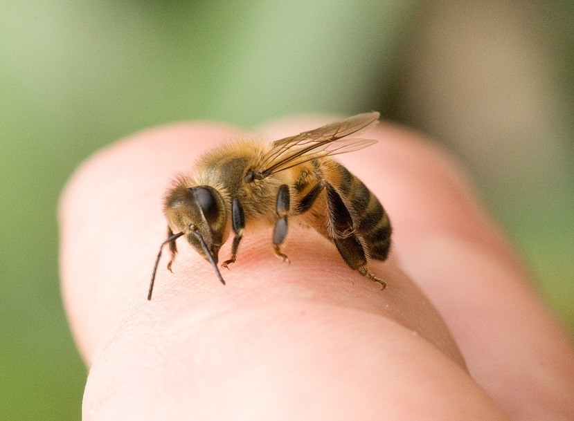 Puntura di ape o di vespa i rimedi naturali