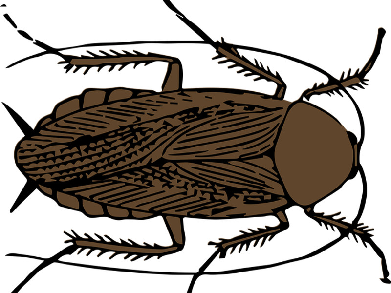 Rimedi naturali contro gli scarafaggi, come allontanarli?