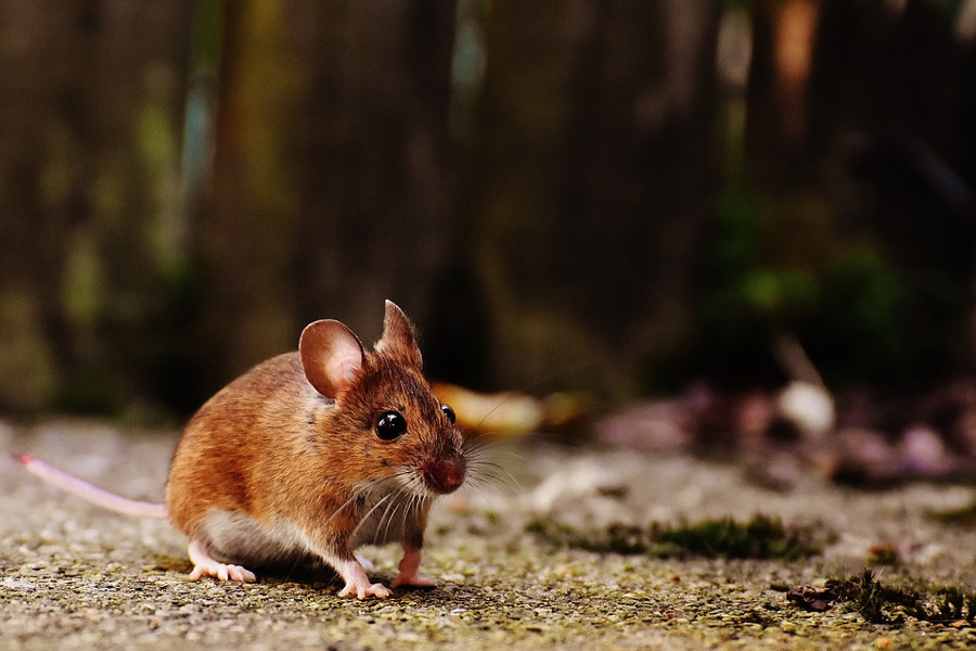Come allontanare i topi con metodi naturali: i repellenti fai da te
