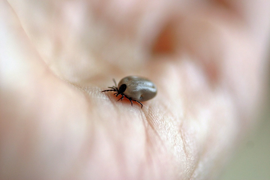Rimedi naturali contro le zecche in casa e in giardino