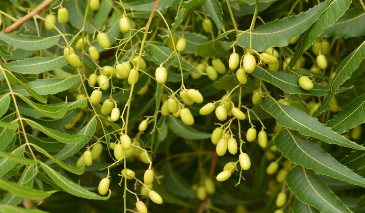 Olio di Neem, proprietà e benefici per i capelli e la pelle