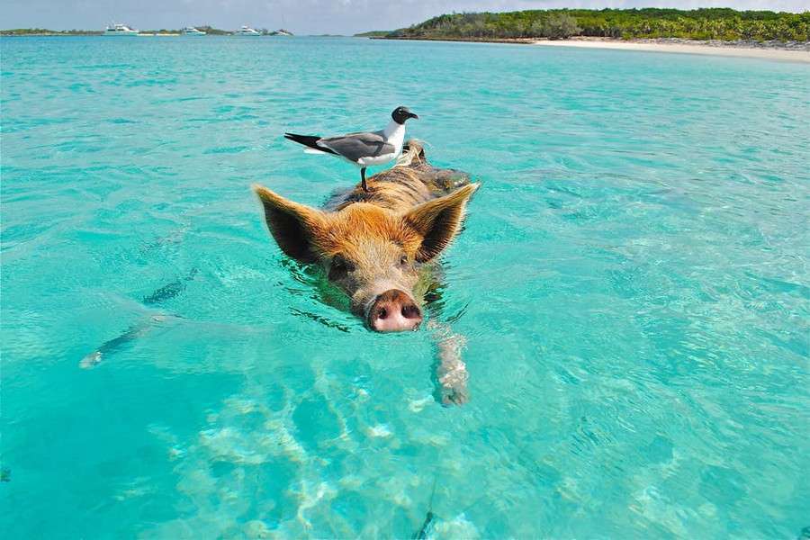 Pig Beach: la spiaggia delle Bahamas dove nuotano i maiali