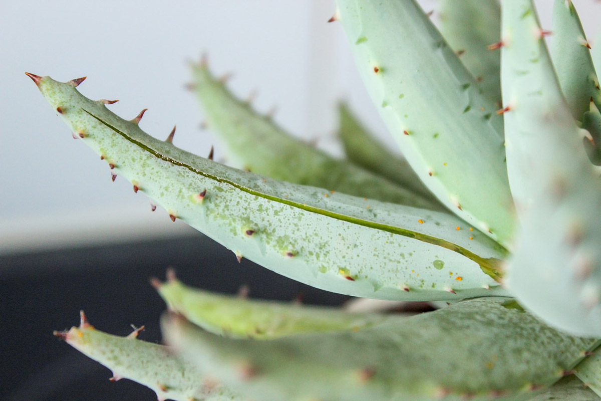 Bere il succo di aloe vera per dimagrire e mantenersi in forma