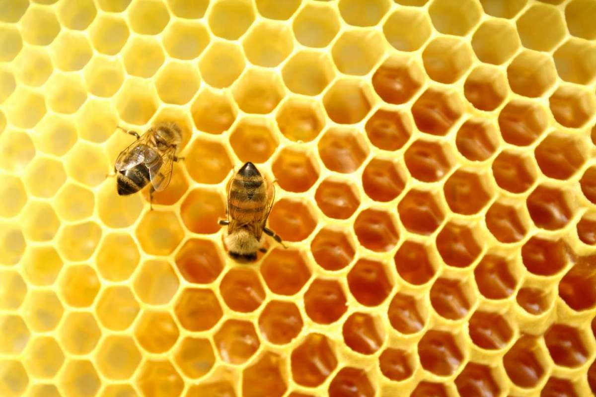 Cosmetici al veleno d’api: i prodotti da provare
