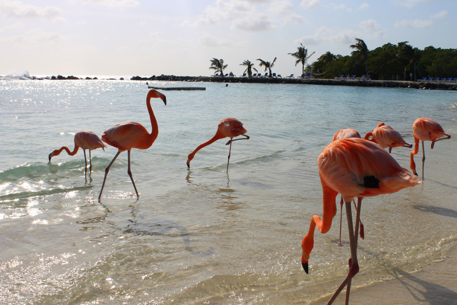 La spiaggia con i fenicotteri: la Flamingo Beach che piace a tutti