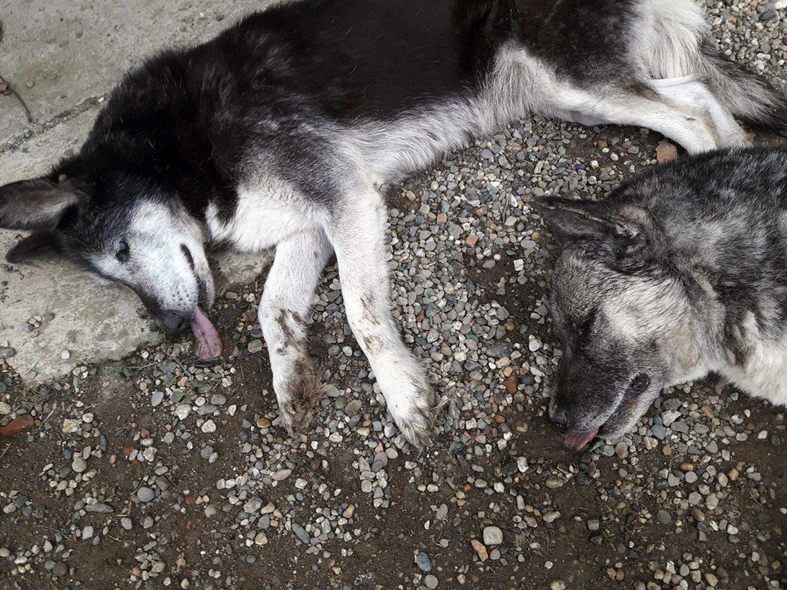 Genova, strage di cani: uccisi con spugne da cucina fritte e veleno per topi