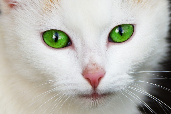 gatto bianco