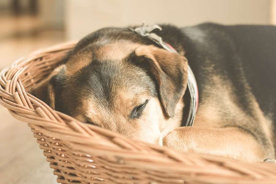 Le cucce per cani più belle da interno e da esterno: i modelli da provare