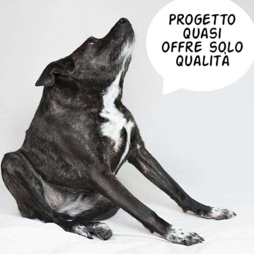 Progetto Quasi: adotta anche tu un cane disabile, sfascione e quasi tiepido