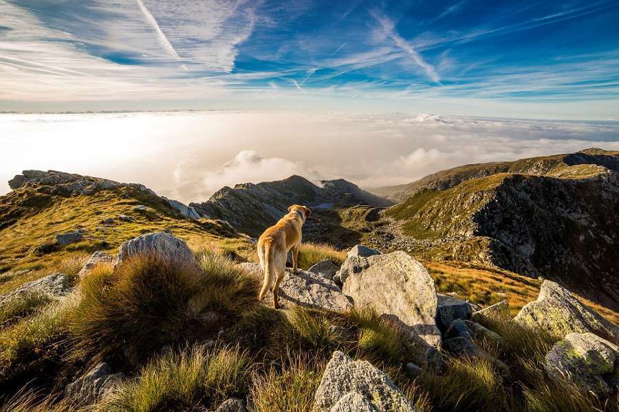 Vacanze in montagna con il cane, dove andare? I posti migliori