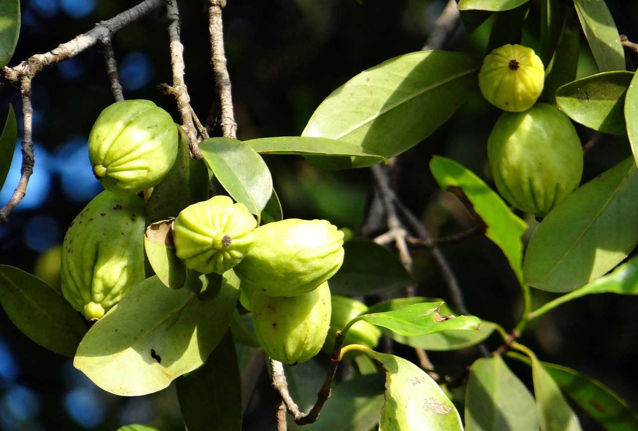 Garcinia cambogia nella dieta per dimagrire, funziona?