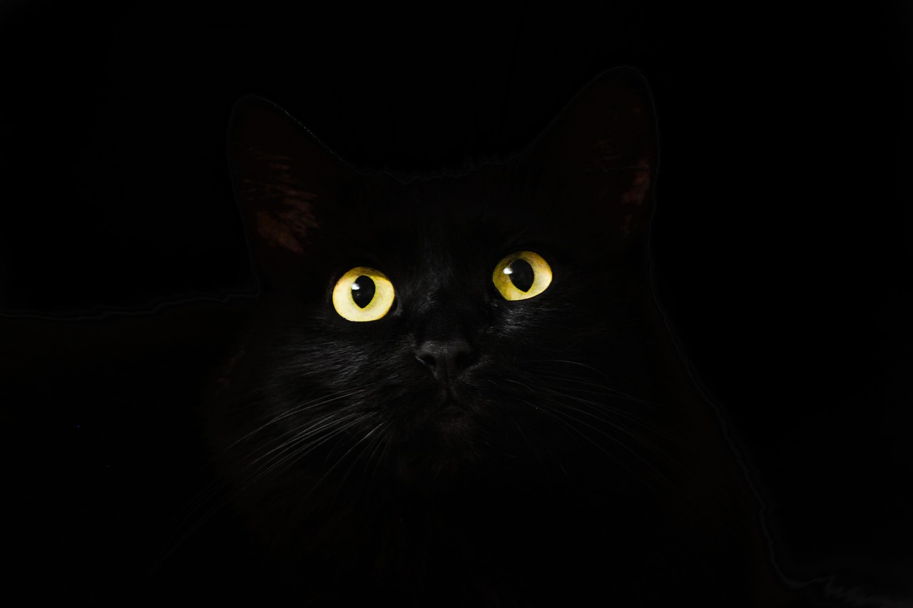 gatto nero superstizioni