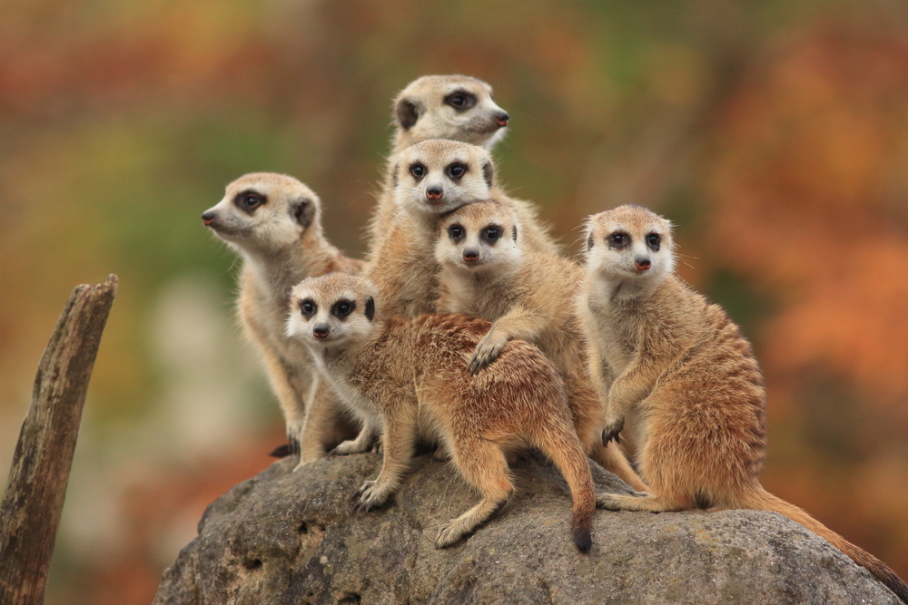 suricati zoo