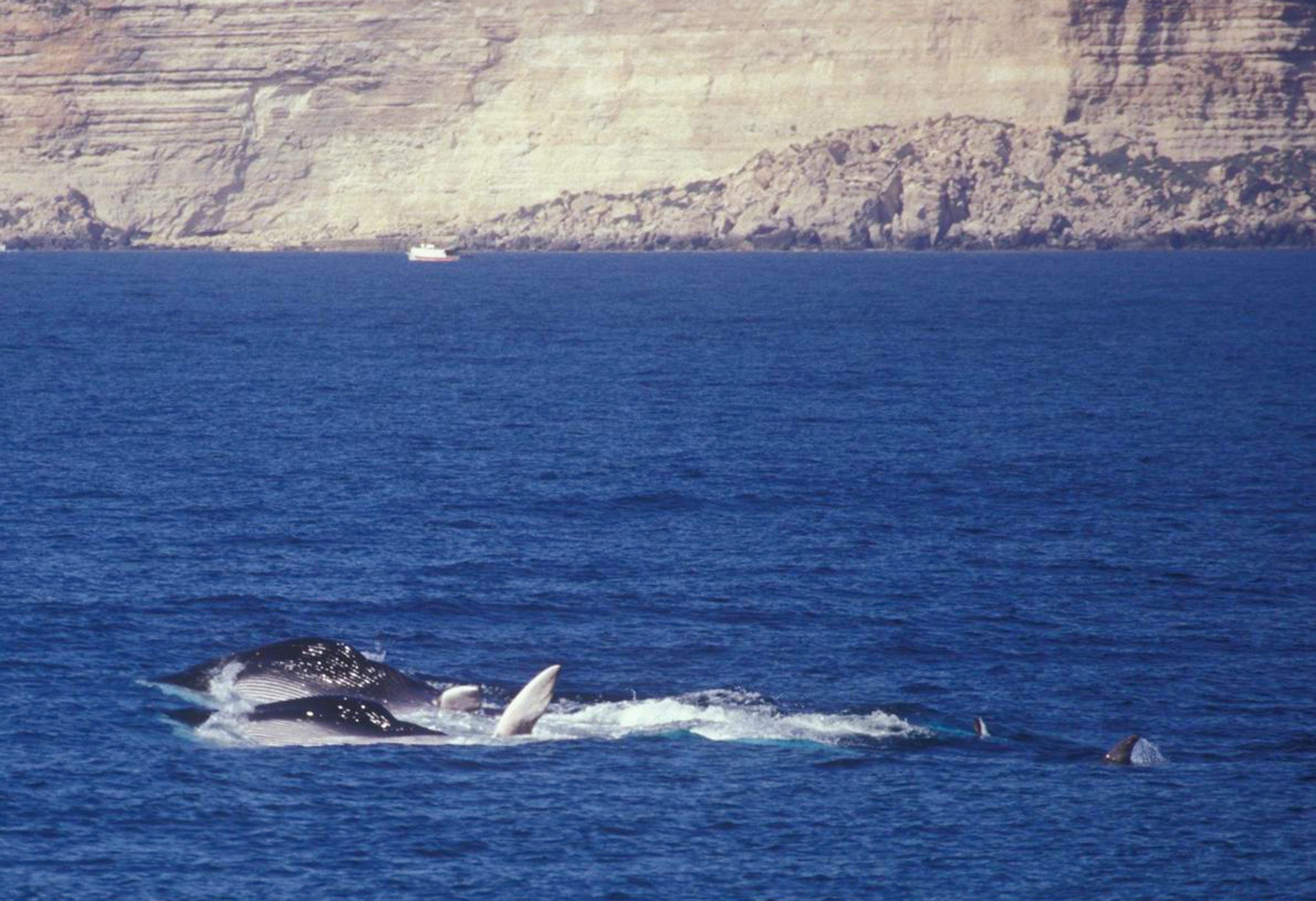Bordighera: balenottere al largo, scatta la corsa al selfie con i cetacei