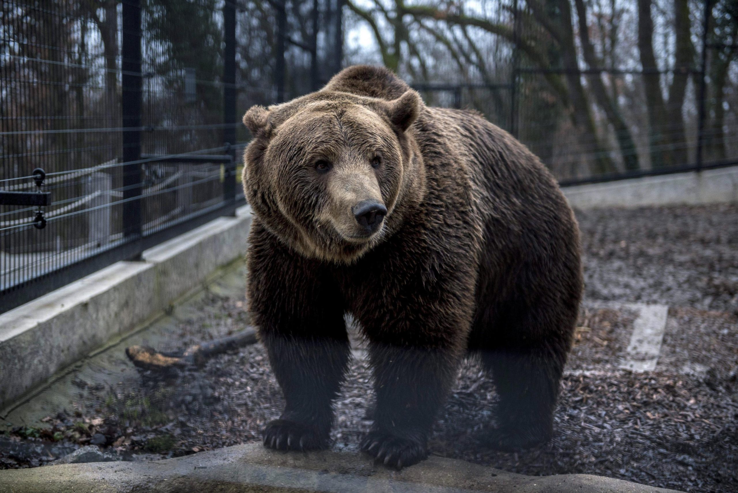 Orso sbrana 40 pecore in una notte in provincia di Brescia: indagano i Forestali