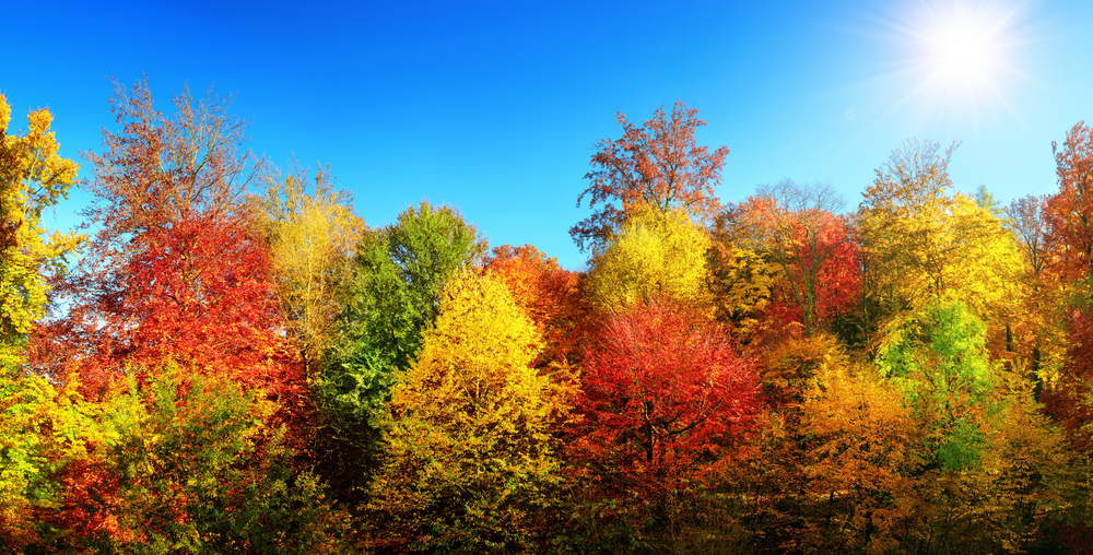 Foliage: cos’è e le destinazioni per vederlo nel mondo