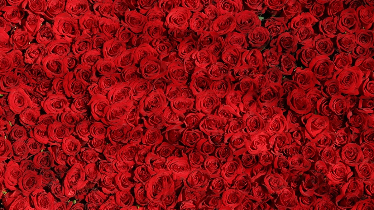 Regala 1250 rose alla fidanzata: una per ogni giorno trascorso insieme