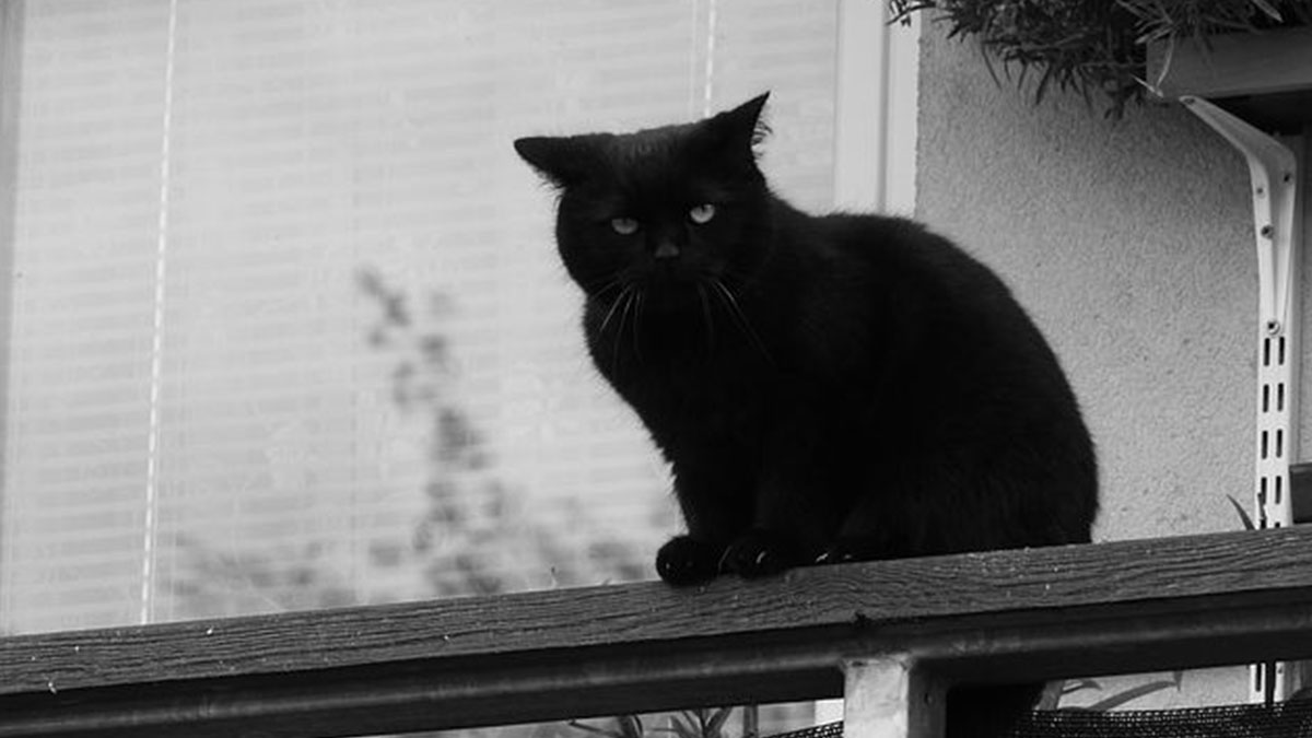 gatto