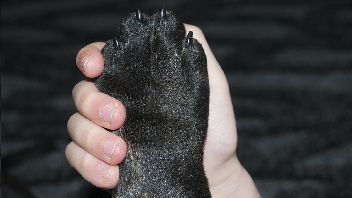 Dodicenne rincorre il cane che era fuggito: vengono travolti da un’auto. Saranno sepolti insieme