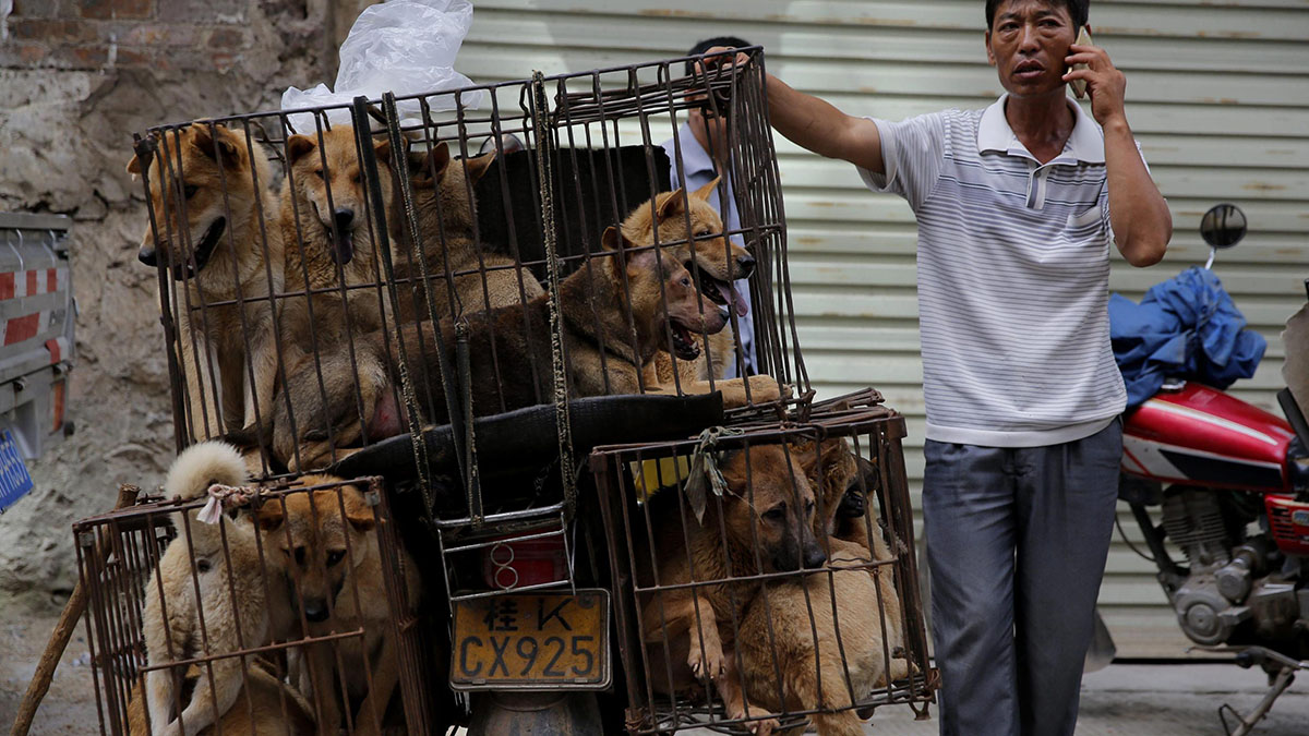 Yulin, il mercato cinese degli orrori: cani macellati senza pietà