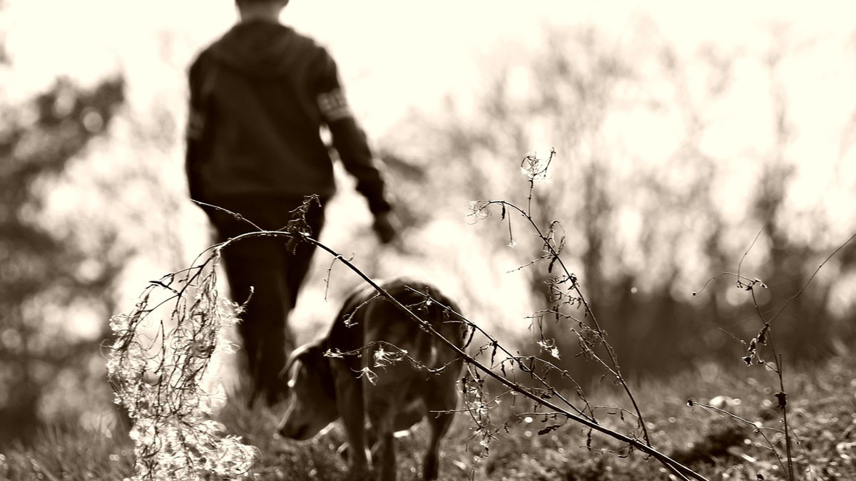 Sondrio, bimbo di 5 anni solo in casa con 10 cani: escrementi ovunque, affidato ai servizi sociali