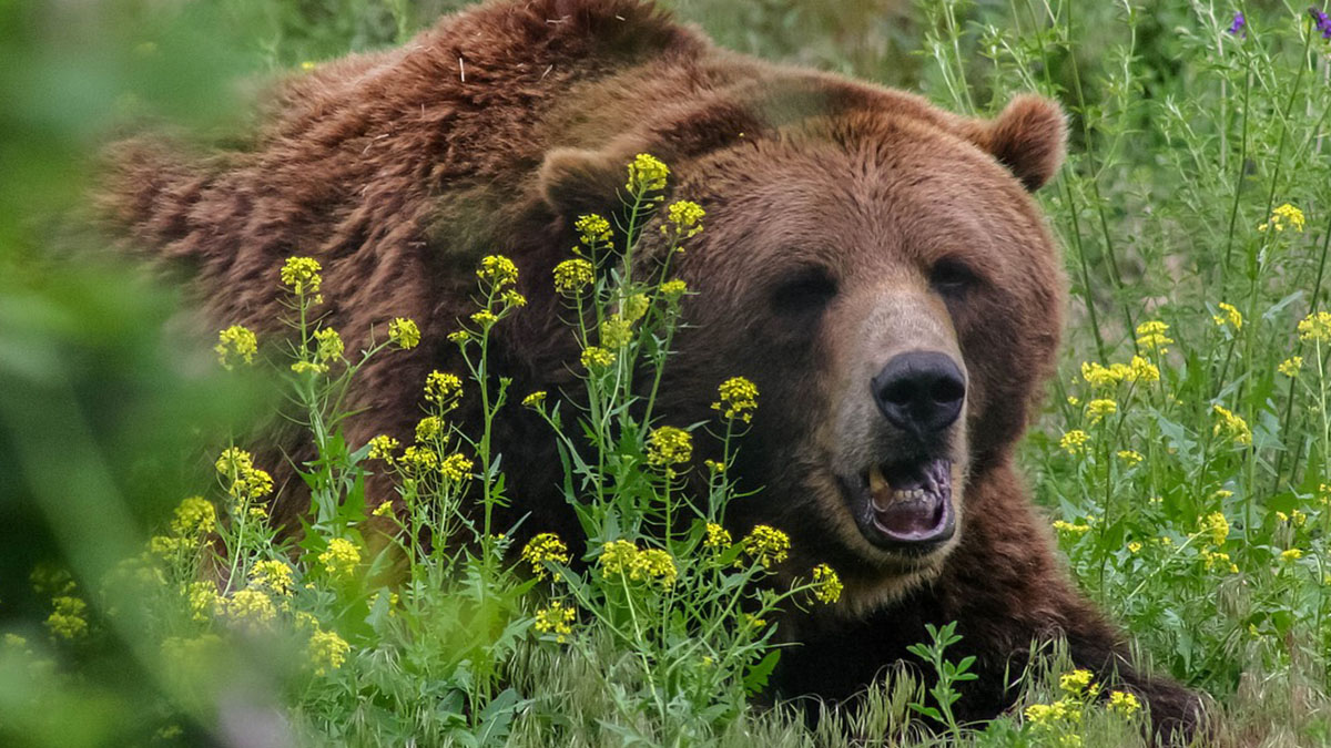 Madre e figlia di 10 mesi uccise da un orso