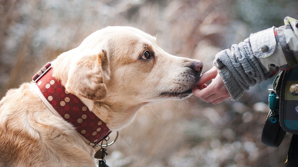 California: perde la casa nell’incendio, il cane l’attende per un mese sulle macerie