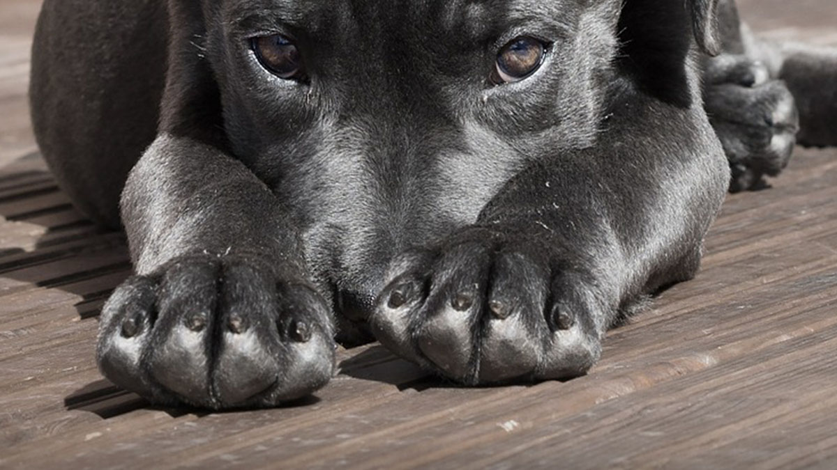 Il cane Peppino ha un nuovo naso: operato con successo dopo il ferimento con un petardo