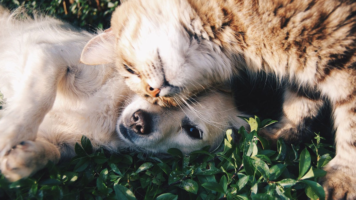 Umbria: veterinario gratis per chi adotta cani o gatti