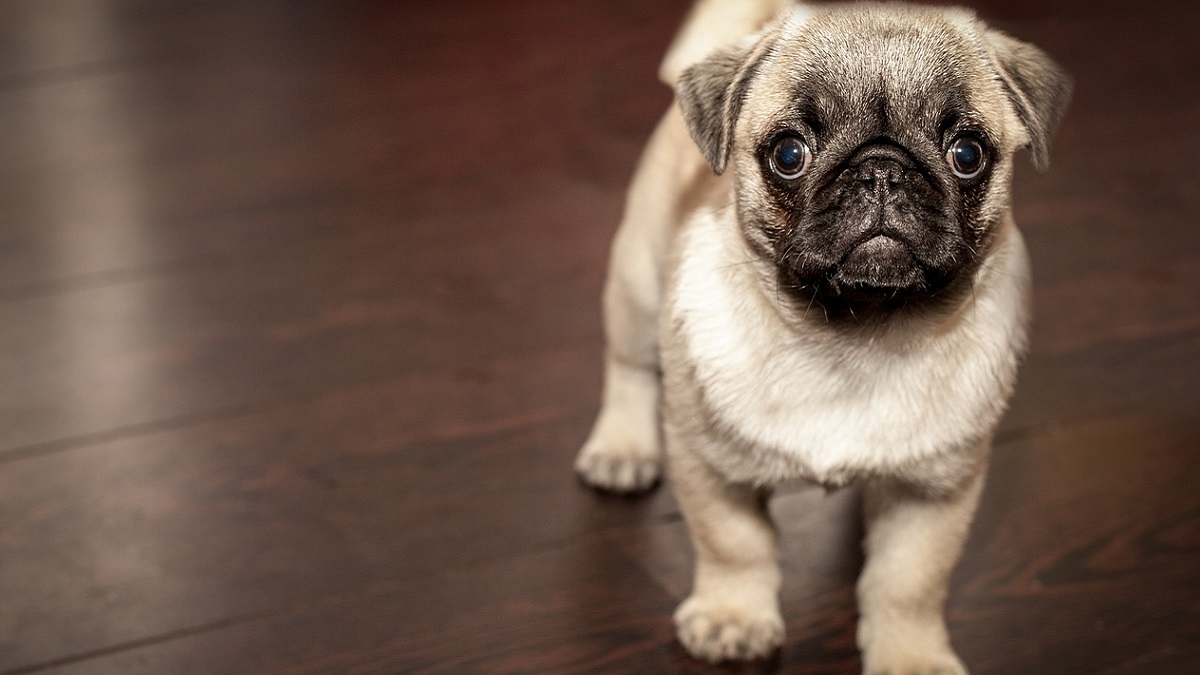 Agrigento: coppia divorzia, il giudice dispone l’affido condiviso del cane