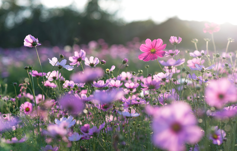 8 piante che fioriscono in primavera