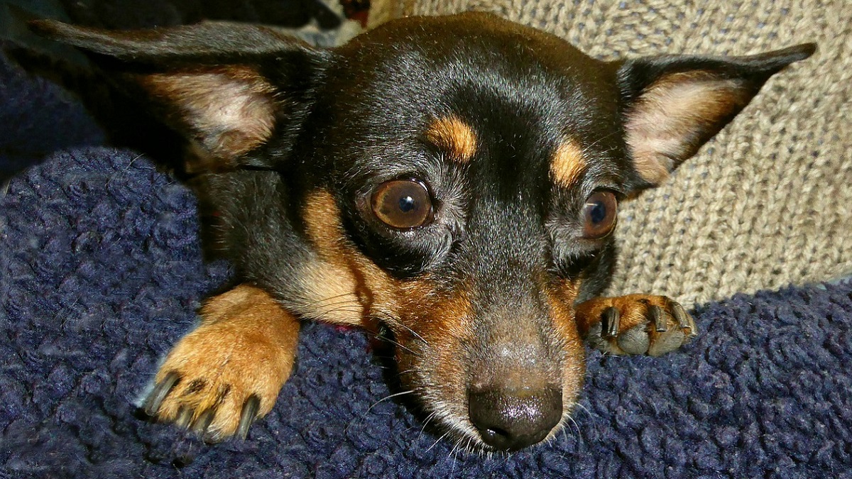 Ruba il cane a un’amica lo uccide e brucia il corpo: accusata di crudeltà aggravata verso gli animali