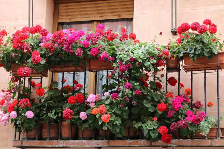 balcone con piante