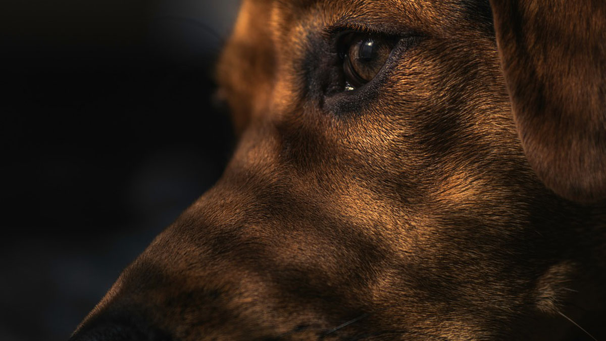 Cani imbottiti di eroina per passare la frontiera: veterinario condannato
